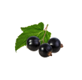 Blackcurrant / 65ml