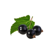 Blackcurrant / 65ml